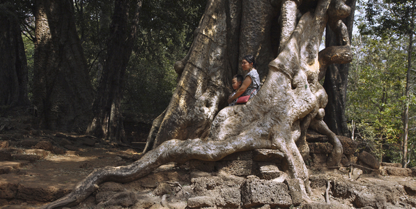 The huge roots of a cheese tree strangle the remaining stones, Angkor site, Cambodia (photo)