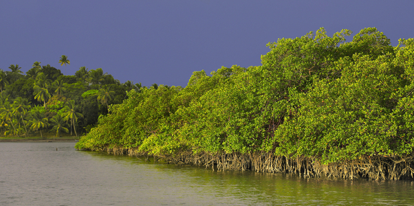 Camamu Bay, Ile Grande, Bahia State, Brazil (photo)