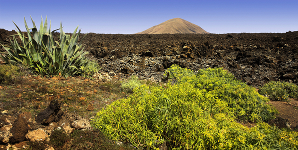 Lanzarote island, lava field and vegetation (photo)