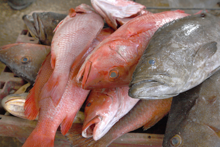 Senegal, Mbour fish market (photo)
