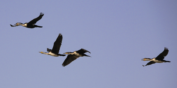 Senegal, Djoudj Natural Park, flight of cormorants (photo)