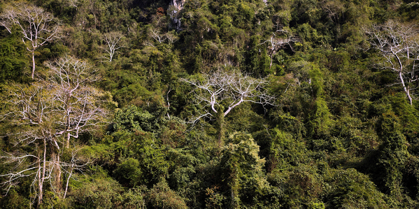 Laos, Northern Province, vegetation, jungle (photo)
