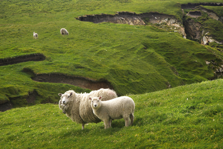 Isle of Unst, sheep, breeding, Shetland Islands, Scotland (photo)