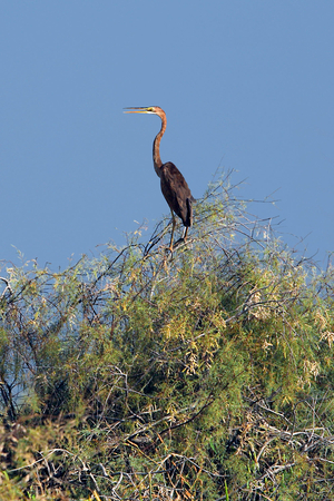 Senegal, Djoudj Natural Park, Heron goliath, (photo)