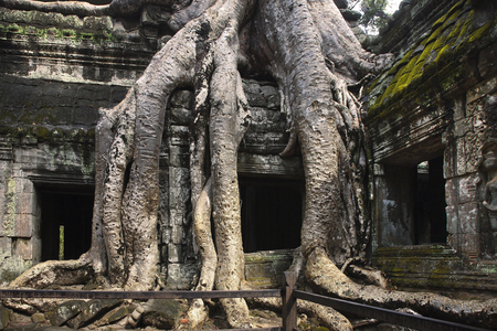 Crocodile, Ta Prohm temple, Angkor site, Cambodia (photo)