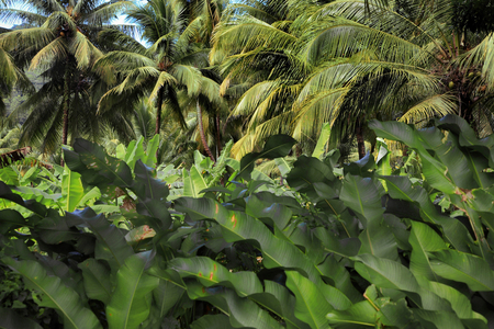 Agriculture: coconut and banana plantations, West Indies, Caribbean, Dominica (photo)