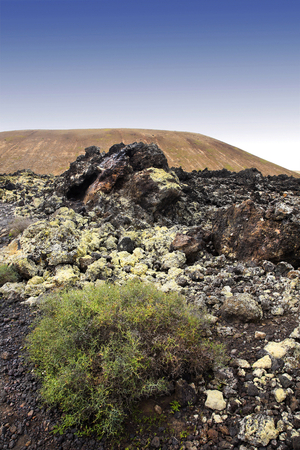 Lanzarote Island, lichen-covered lava field and its vegetation (photo)