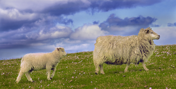 Sheep, Shetland Islands, Scotland (photo)