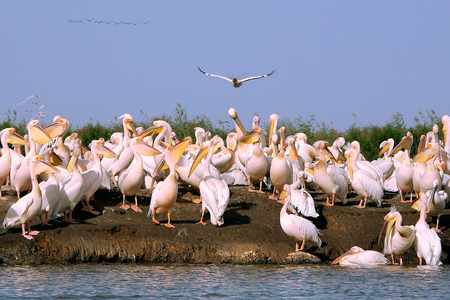 Senegal, Djoudj Natural Park, pelican nursery (photo)