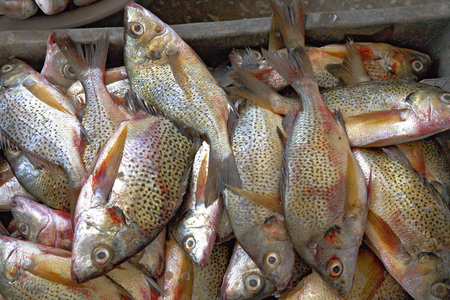 Senegal, Mbour fish market (photo)