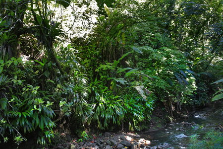 Riviere, Antilles, Caraibes, Dominica (photo)
