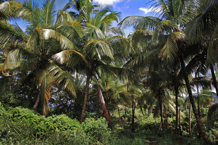 Agriculture: coconut grove, French West Indies, Caribbean, Dominica (photo)