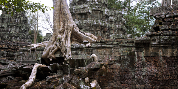 Crocodile, Ta Prohm temple, Angkor site, Cambodia (photo)