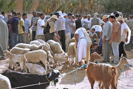 Tunisia, Cattle march in the Douz oasis on Thursday (photo)
