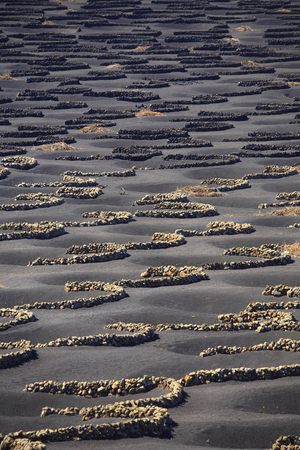 Agriculture, Lanzarote (photo)