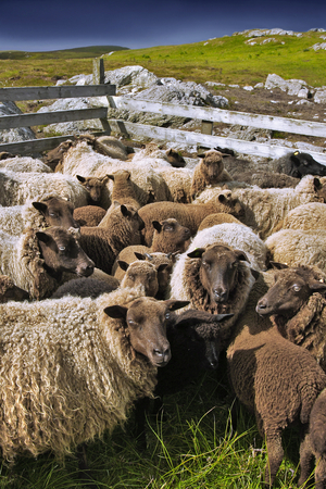 Sheep pen, Shetland Islands, Scotland (photo)
