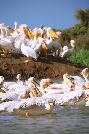 Senegal, Djoudj Natural Park, pelican nursery (photo)
