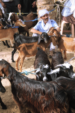 Tunisia, Cattle march in the Douz oasis on Thursday (photo)