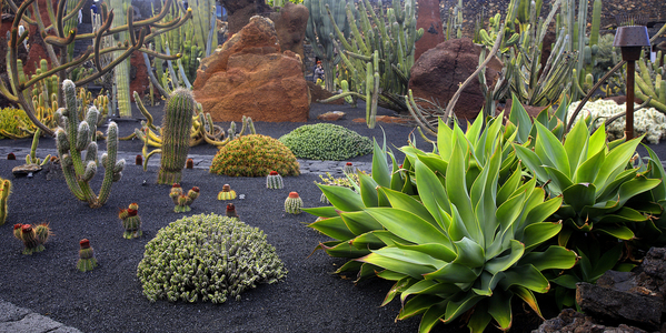 Image of Botanischer Garten: eine Ecke des Gartens mit Kakteen, Palermo,  Sizilien,