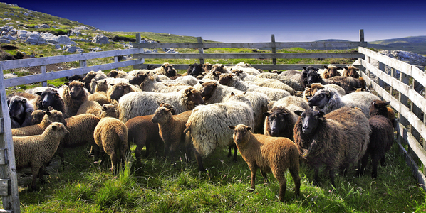 Sheep pen, Shetland Islands, Scotland (photo)