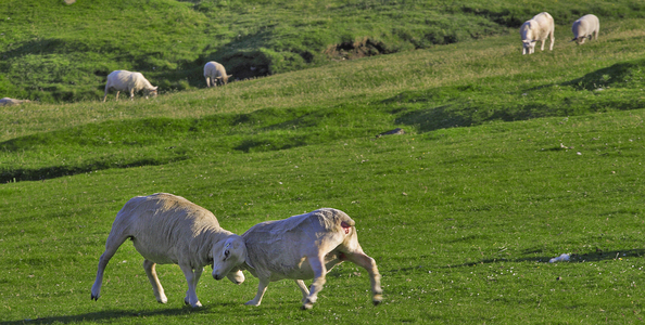 Sheep fighting, Shetland Islands, Scotland (photo)