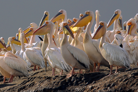 Senegal, Djoudj Natural Park, pelican nursery (photo)