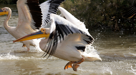 Senegal, Djoudj Natural Park, flight of pelicans (photo)