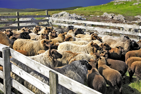Sheep pen, Shetland Islands, Scotland (photo)