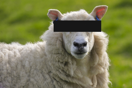 Sheep, portrait, image rights (photo)