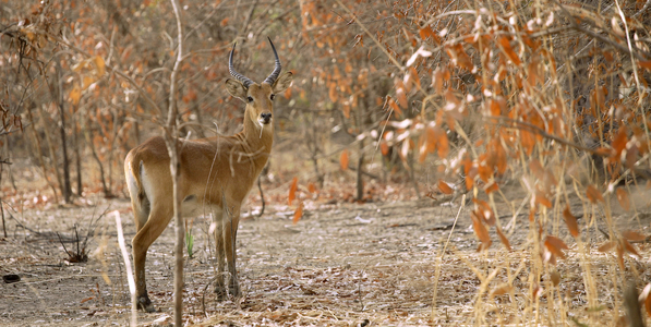 Senegal, Niokolo National Park, Koba, Antelope (photo)