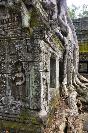Crocodile, Ta Prohm temple, Angkor site, Cambodia (photo)