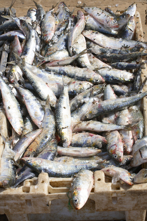 Senegal, Fishing (photo)