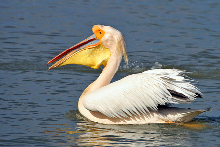 Senegal, Djoudj Natural Park, Pelican (photo)