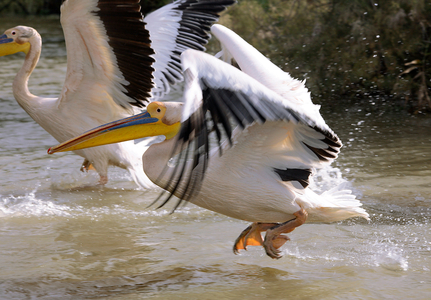 Senegal, Djoudj Natural Park, flight of pelicans (photo)