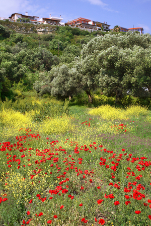 Kassandra Peninsula in spring, Halkidiki, Greece (photo)