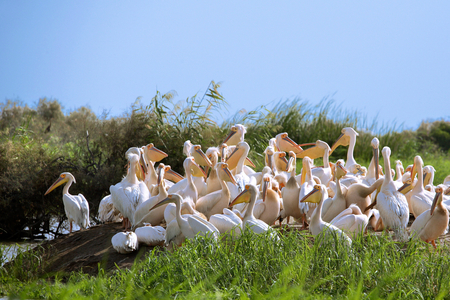 Senegal, Djoudj Natural Park, pelican nursery (photo)
