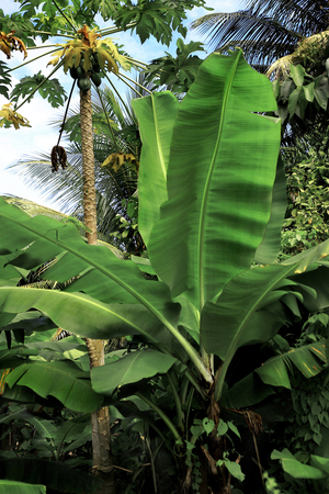 Agriculture: banana, Antilles, Caribbean, Dominica (photo)