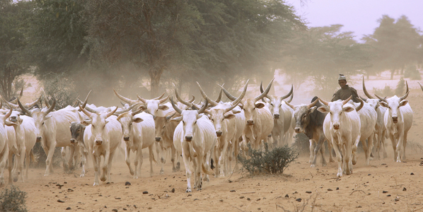 Senegal, Zebu breeding in Fulani country, Transhumance (photo)