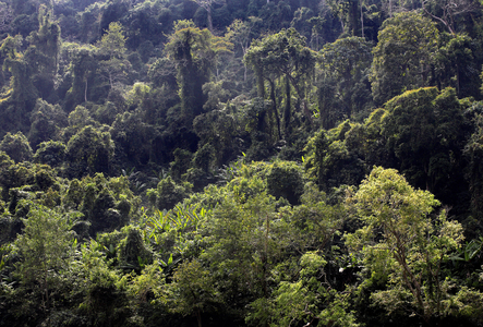 Laos, jungle (photo)