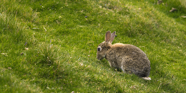 Isle of Unst, rabbit, Shetland Islands, Scotland (photo)