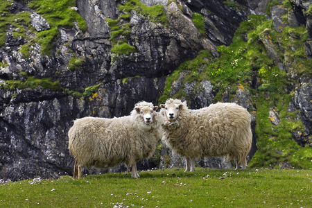 Shetland Islands, Scotland (photo)