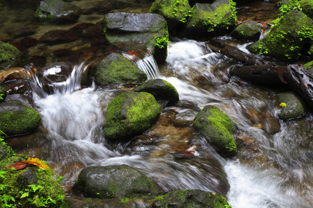 Riviere, Antilles, Caraibes, Dominica (photo)