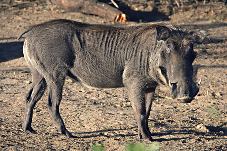 Senegal, Djoudj Natural Park, Warthog (photo)