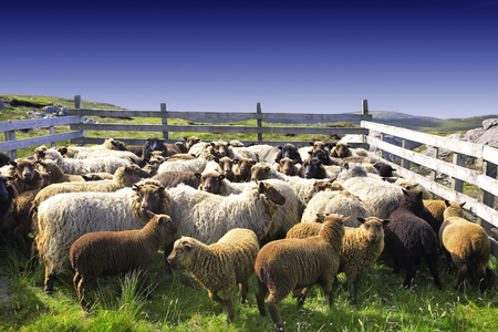 Sheep pen, Shetland Islands, Scotland (photo)