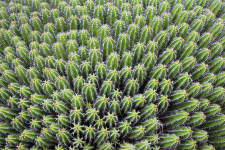 The cactus garden: echinocactus, Lanzarote (photo)
