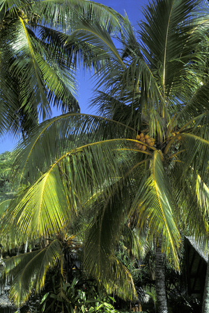 French Polynesia, coconut tree (photo)