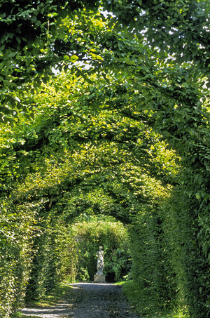 Ireland - Count of Offaly: Garden a la Francaise of Birr Castle: Allee covered in charm