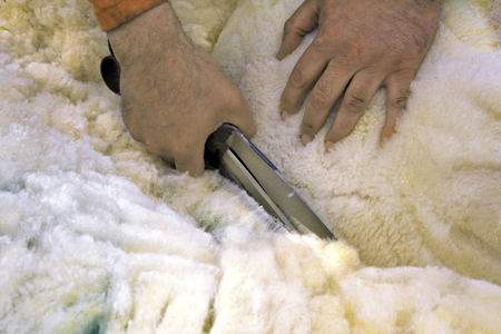 Sheep shearing, Shetland Islands, Scotland (photo)