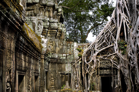 Crocodile, Ta Prohm temple, Angkor site, Cambodia (photo)