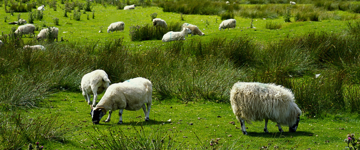 Isle of Skye, sheep farm, Scotland (photo)
